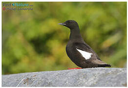 Guillemot à miroir