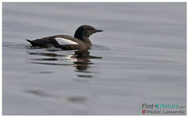 Guillemot à miroir