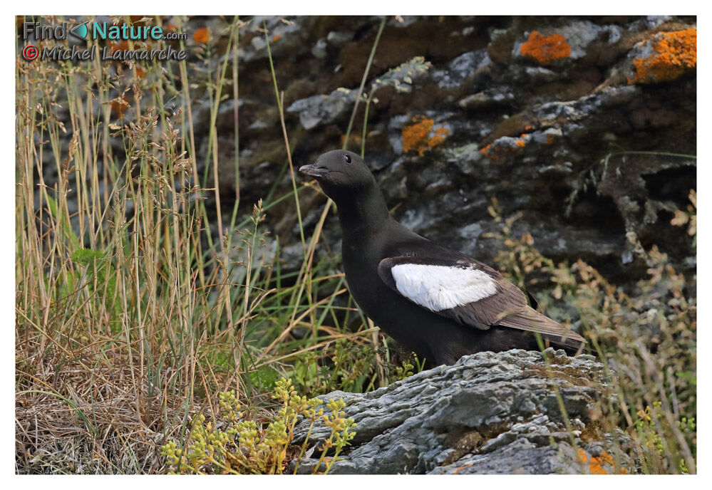 Guillemot à miroir