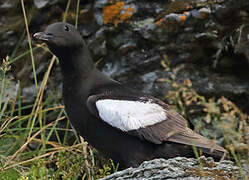 Black Guillemot