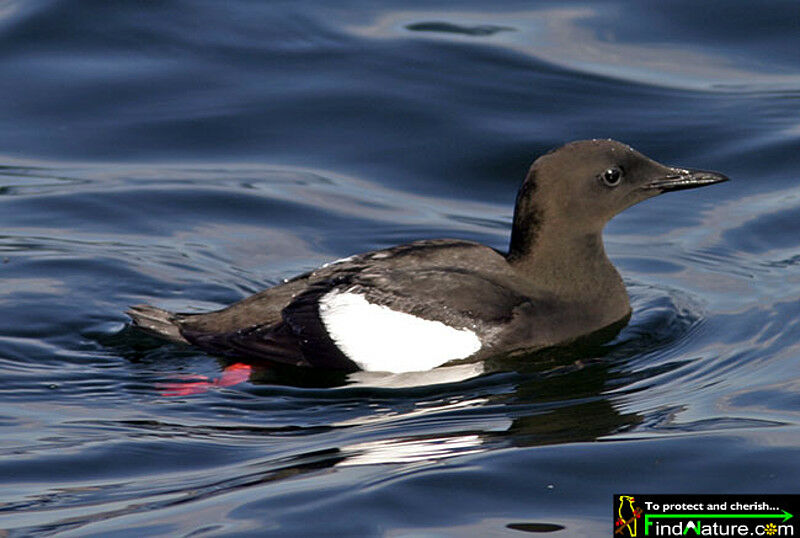 Guillemot à miroir