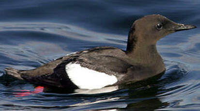 Guillemot à miroir