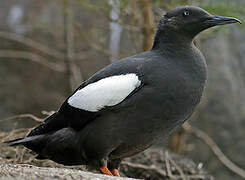 Guillemot à miroir