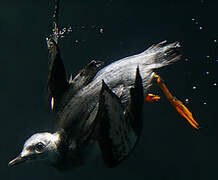 Black Guillemot