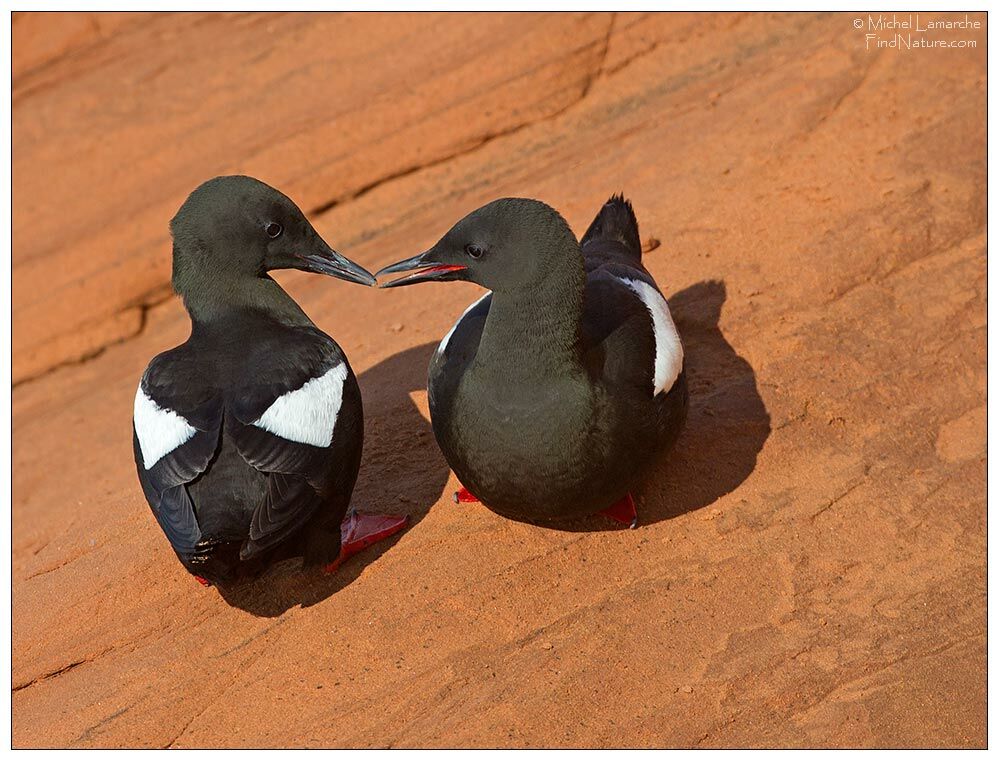 Black Guillemot