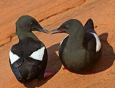 Black Guillemot