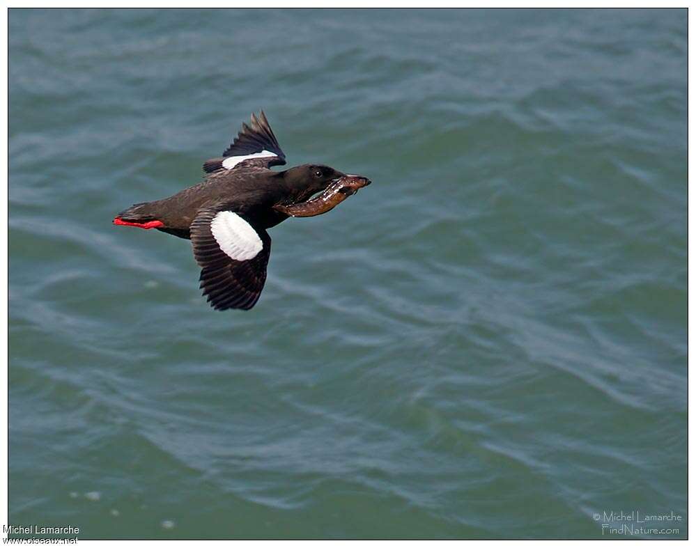 Guillemot à miroiradulte, Vol, régime