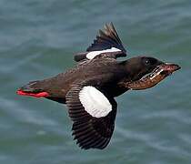 Black Guillemot