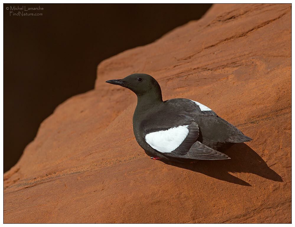 Guillemot à miroir