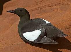 Guillemot à miroir