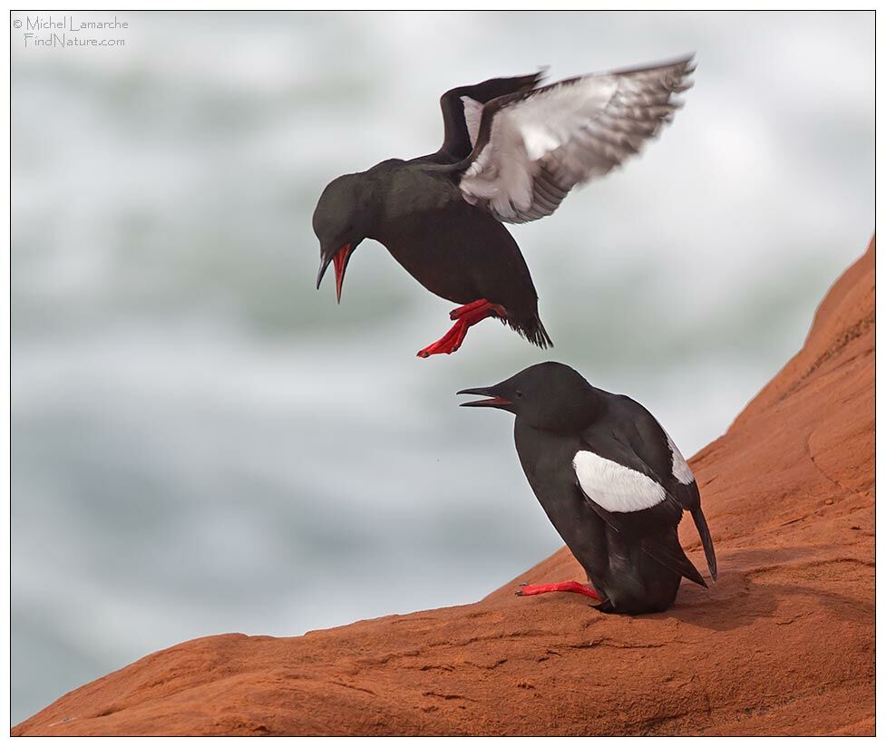 Guillemot à miroir