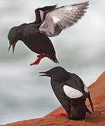 Black Guillemot