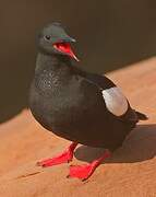 Black Guillemot