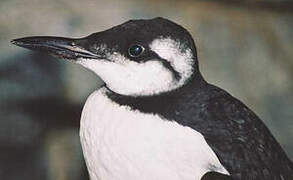 Common Murre