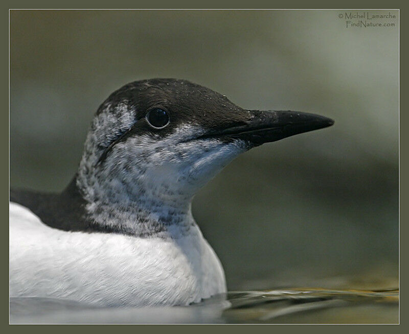 Common Murre