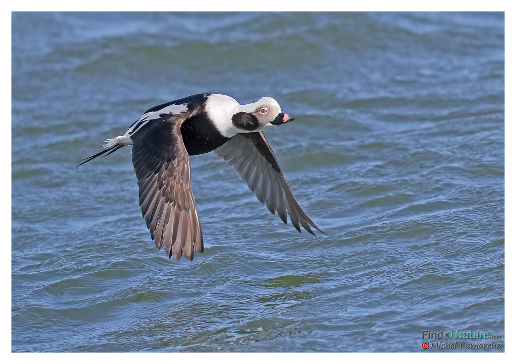 Long-tailed Duck male adult post breeding, Flight