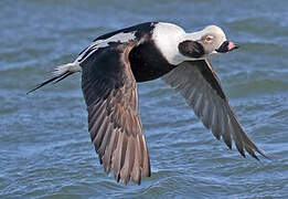 Long-tailed Duck