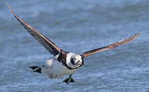 Long-tailed Duck