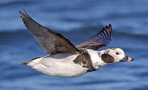 Long-tailed Duck