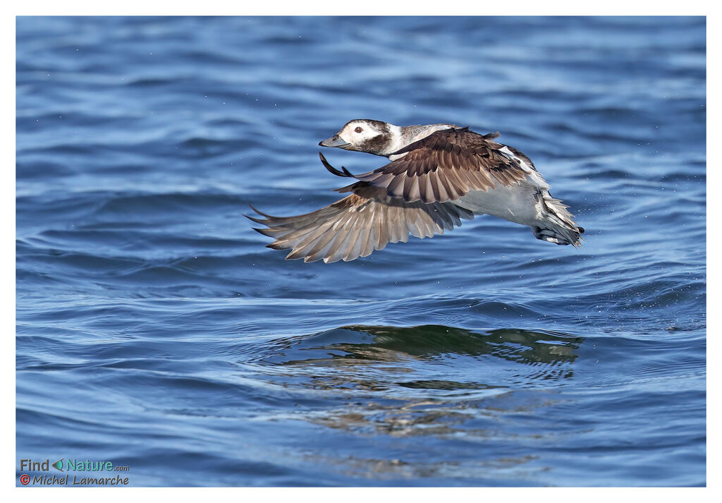 Long-tailed Duck female adult post breeding, Flight