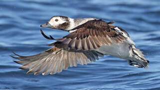 Long-tailed Duck