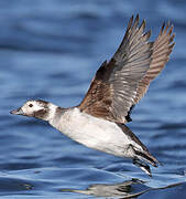 Long-tailed Duck