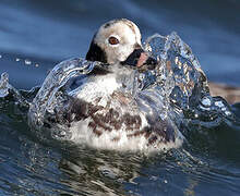 Long-tailed Duck