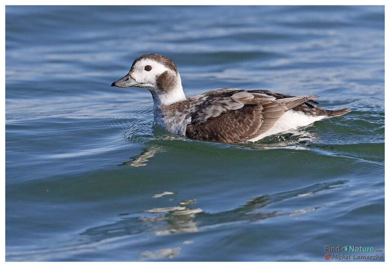 Long-tailed Duck female adult post breeding