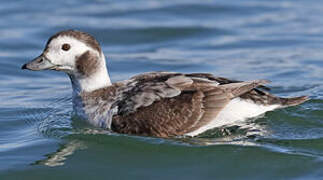 Long-tailed Duck