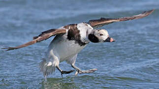 Long-tailed Duck