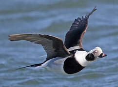 Long-tailed Duck