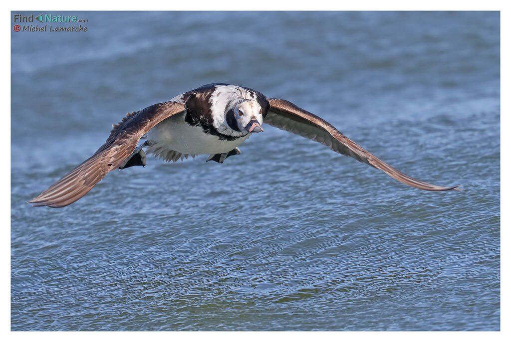 Long-tailed Duck female adult post breeding, Flight