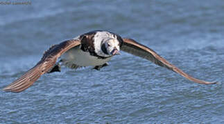 Long-tailed Duck