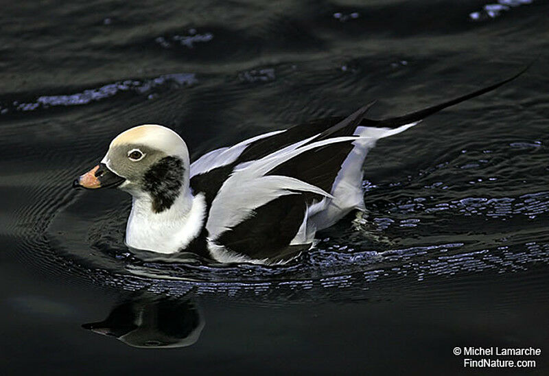 Long-tailed Duck male