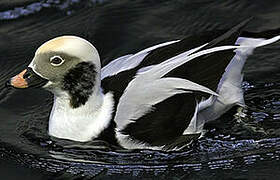 Long-tailed Duck