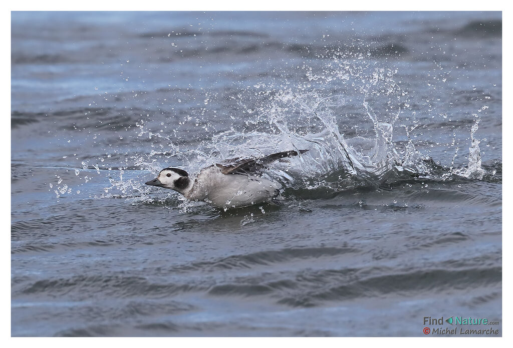 Long-tailed Duck female adult post breeding