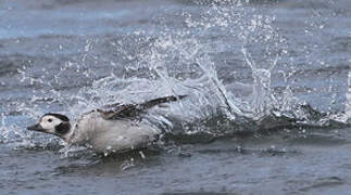 Long-tailed Duck