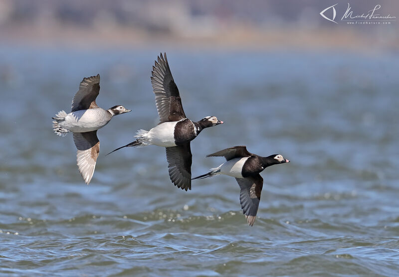 Long-tailed Duck, Flight