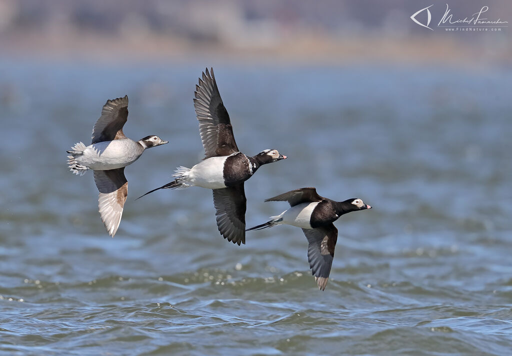 Long-tailed Duck, Flight