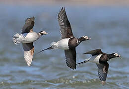 Long-tailed Duck