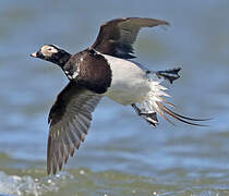 Long-tailed Duck