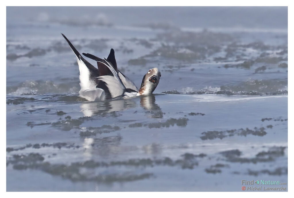 Long-tailed Duck male adult post breeding