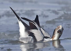 Long-tailed Duck