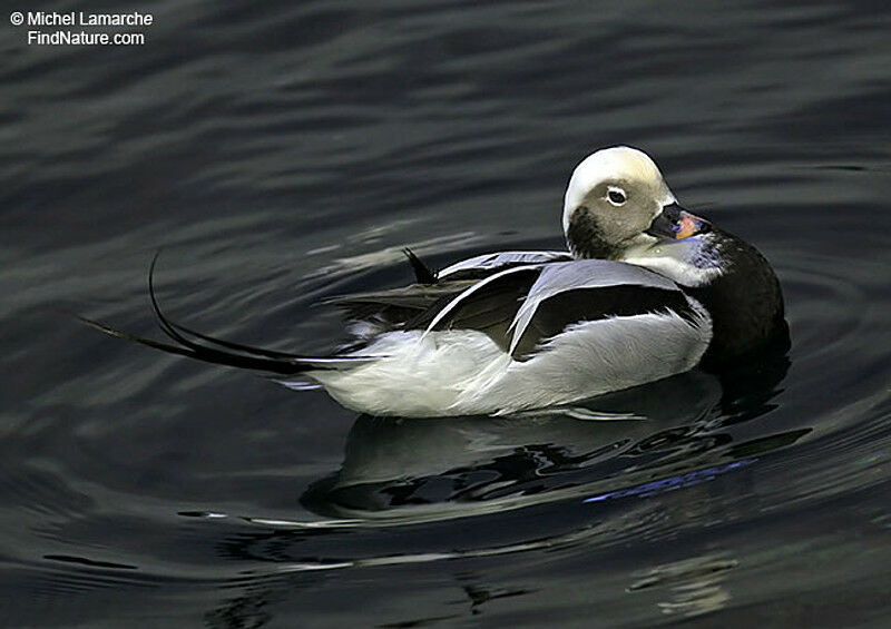 Long-tailed Duck male