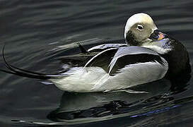 Long-tailed Duck