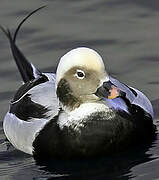 Long-tailed Duck