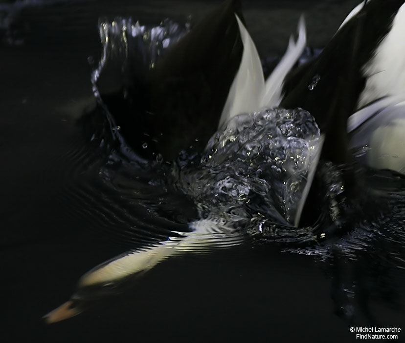 Long-tailed Duck male