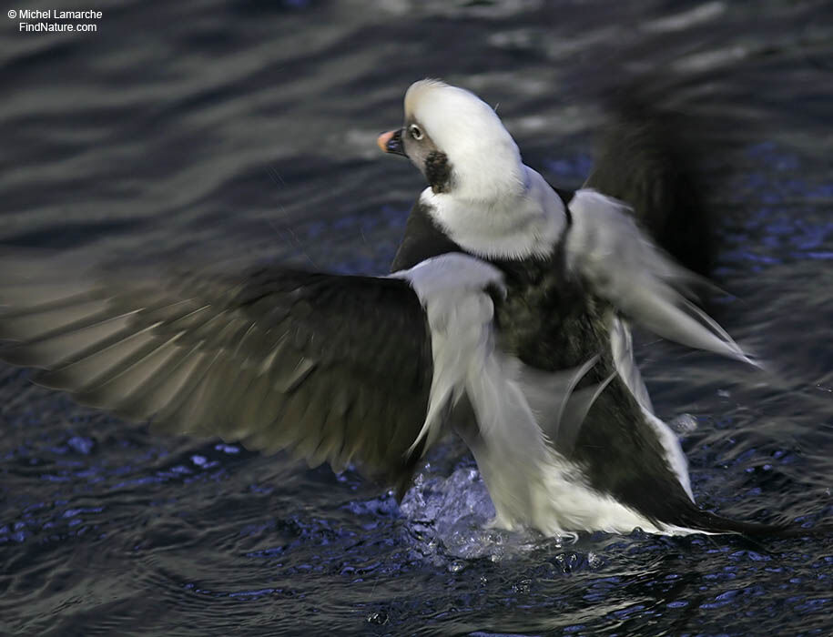 Long-tailed Duck male