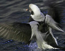 Long-tailed Duck