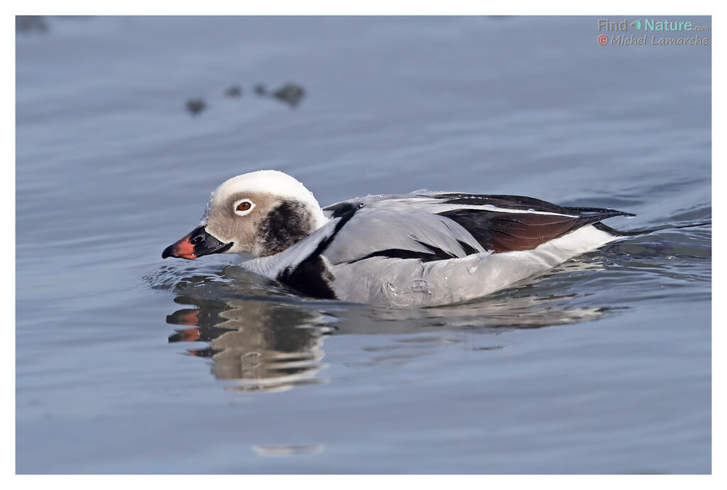 Long-tailed Duck male adult post breeding